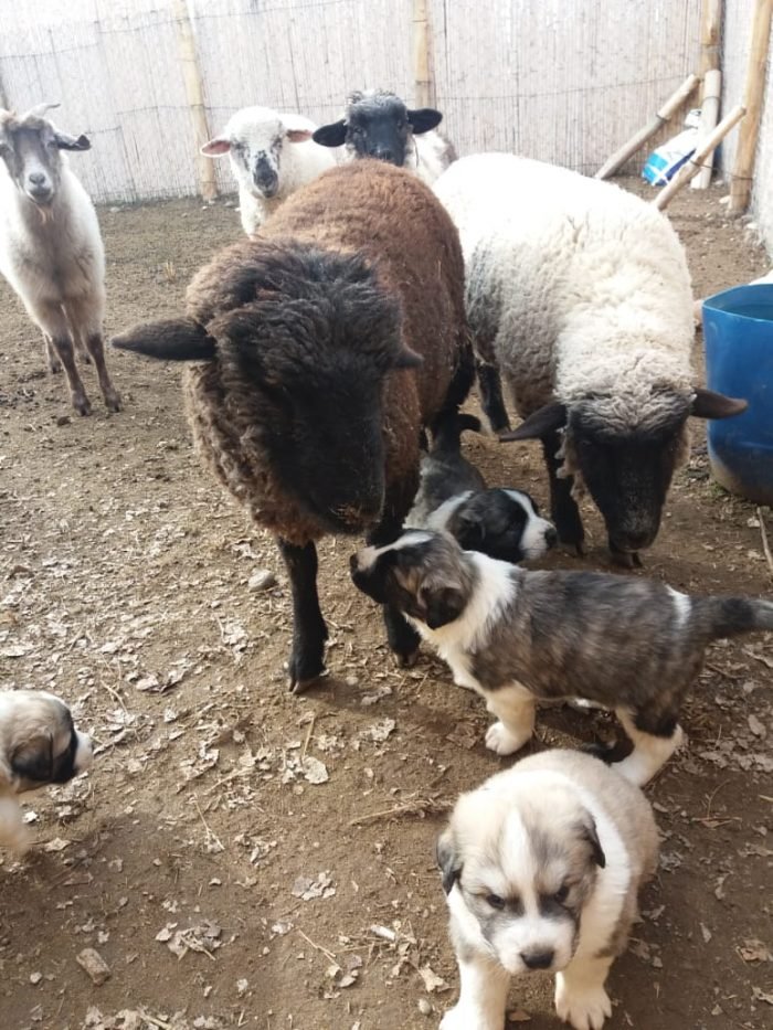 SUMAN SIETE CACHORROS AL PROGRAMA DE PERROS PASTORES 2 WhatsApp Image 2020 06 30 at 2.46.59 PM 2 700x933 1