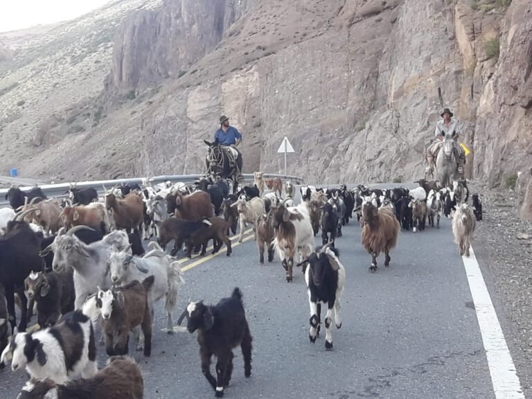 Invitan a productores caprineros y ovinos a faenar en el matadero municipal