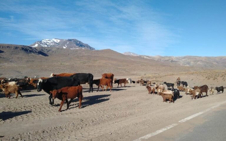 Declaran emergencia agropecuaria por sequía en Mendoza, los productores suman beneficios