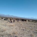 Tierras en Malargüe: casi 609 mil hectáreas en manos de extranjeros