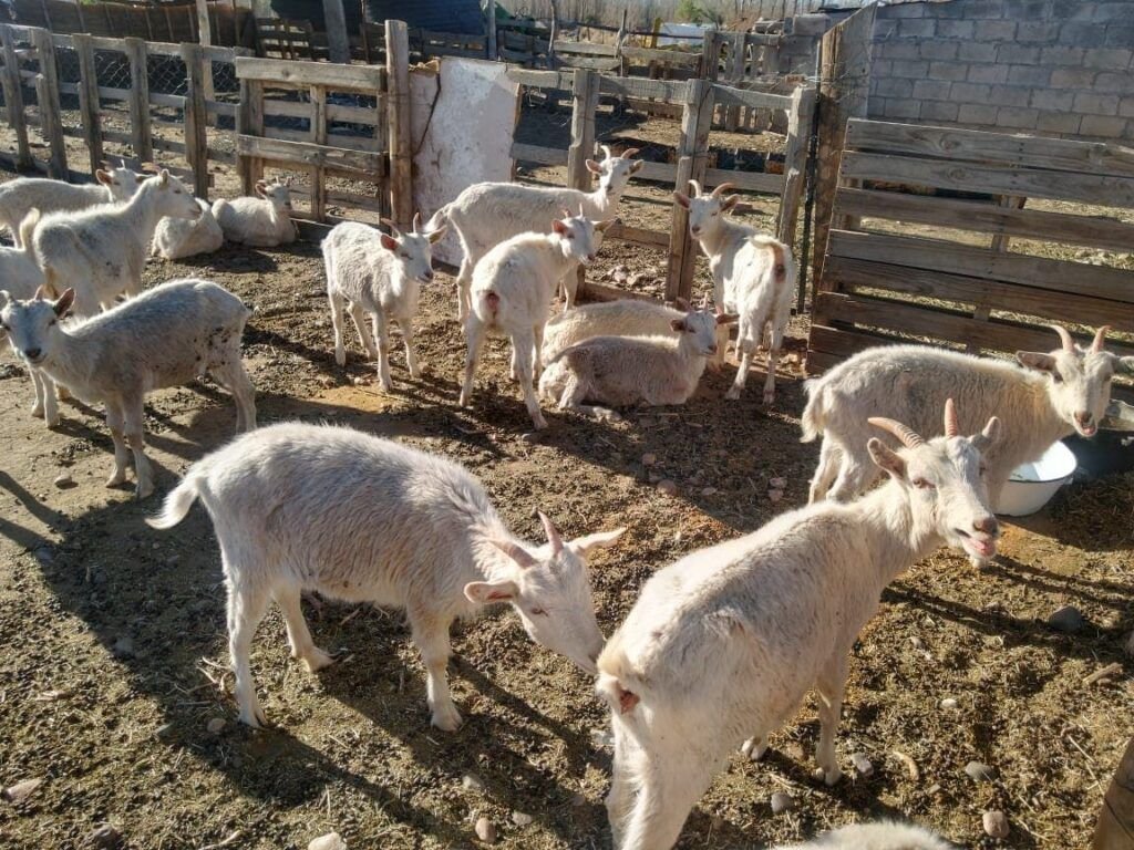 tambo 4 hermanos 1 chivas cabras