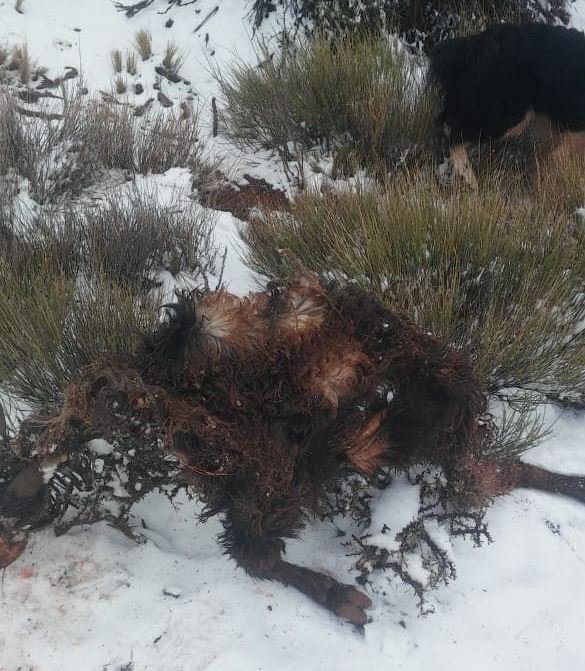 Nuevo ataque de perros al ganado 2 b9adffea b8c1 49ee bc64 92b8cfb8199f