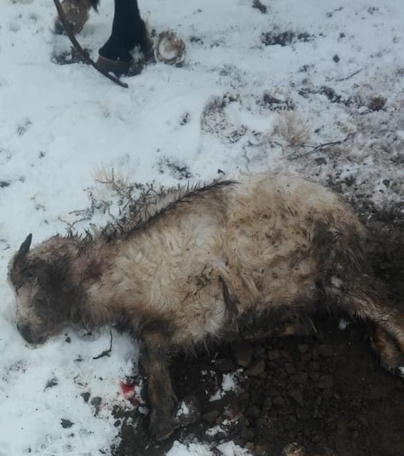 Nuevo ataque de perros al ganado 3 f9b5495b b9c1 4ac6 9d2f 841186dc6816