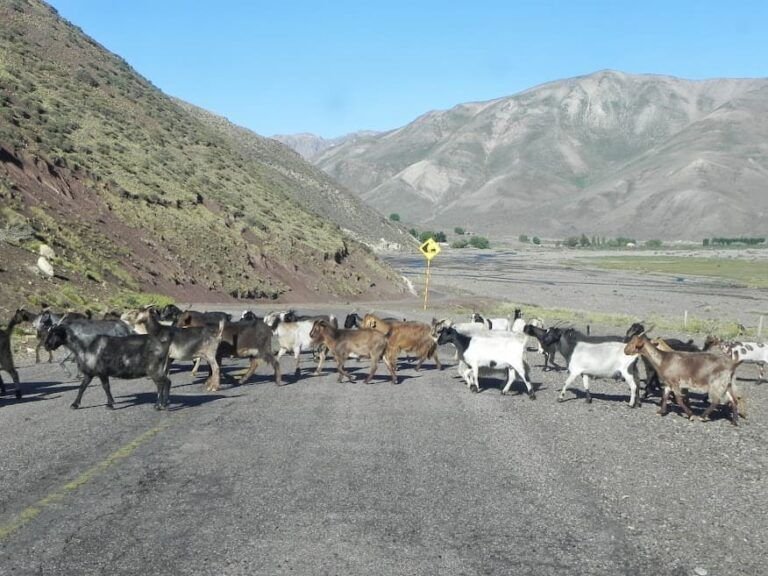 Guías digitales para el traslado de animales en Mendoza