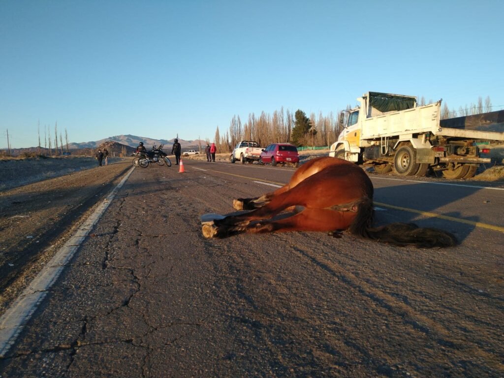 accidente caballo5