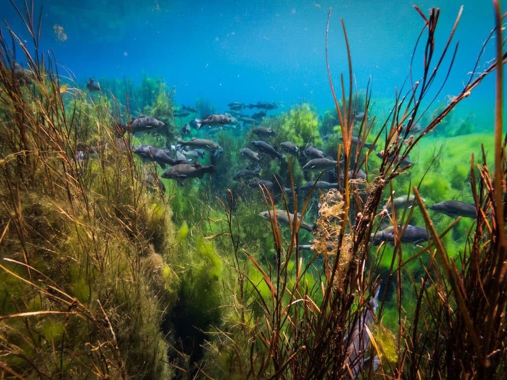 En Pozos de Carapacho buscan habilitar buceo profesional restringido 6 buceo pozos de carapacho