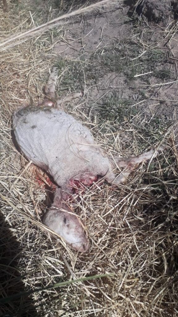 ovejas muertas