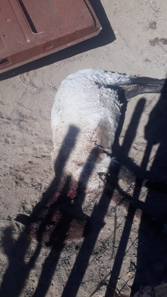 ovejas muertas1