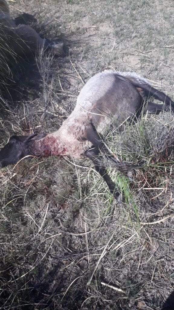 ovejas muertas3