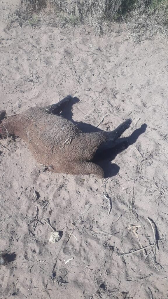 ovejas muertas4