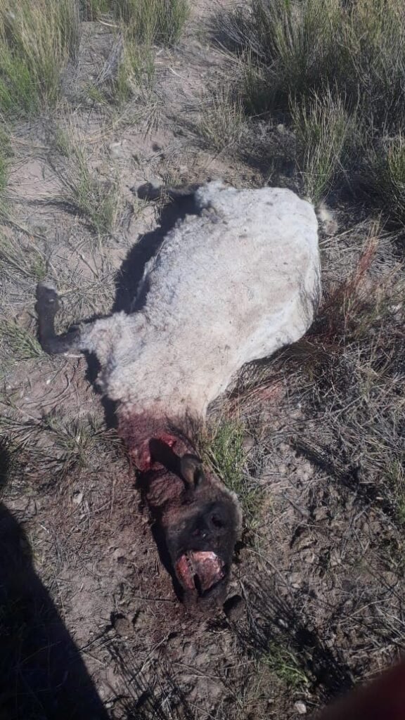 ovejas muertas5