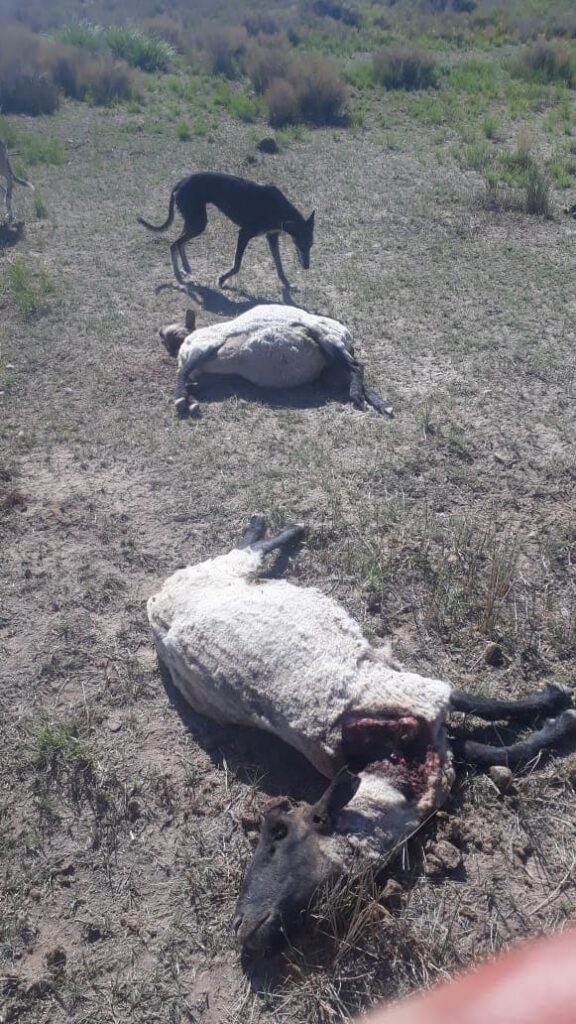 ovejas muertas6