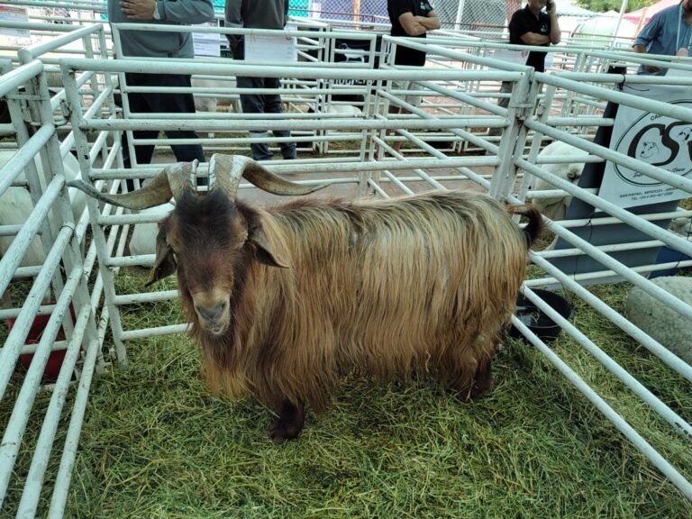 Ganadores Expo caprina-ovina 2023