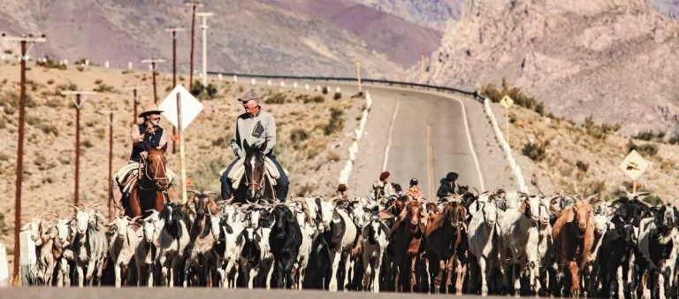 Por arreos y trashumancia piden precaución a los automovilistas