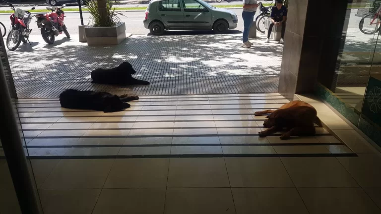 Los perros que van al Shopping Mall