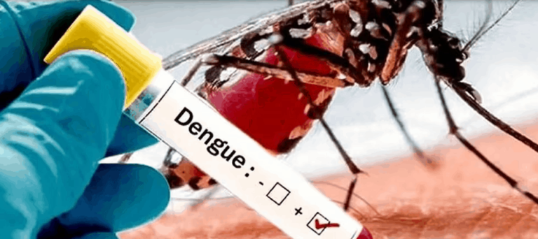 Dengue, importancia de eliminar criaderos de mosquitos