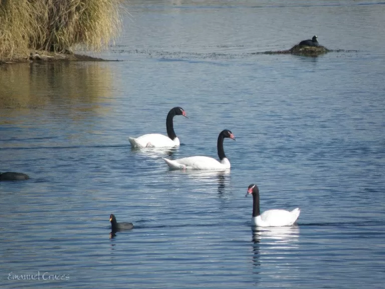 Destacan las riquezas naturales de Payunia y laguna Llancanelo