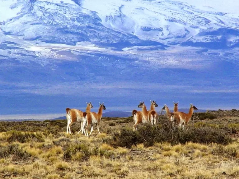 Habilitan a las provincias a desarrollar plan para “uso sostenible” del guanaco