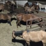 Rematarán caprinos y equinos vinculados a infracciones en Malargüe.