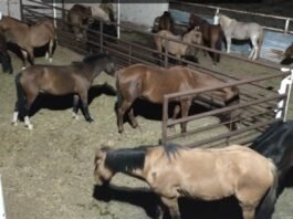 Rematarán caprinos y equinos vinculados a infracciones en Malargüe.