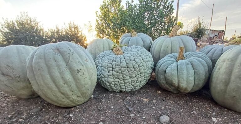 Producen zapallos gigantes en Colonia Hípica