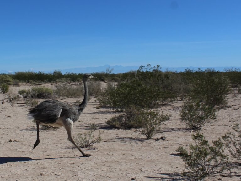 Protección de la biodiversidad en Mendoza