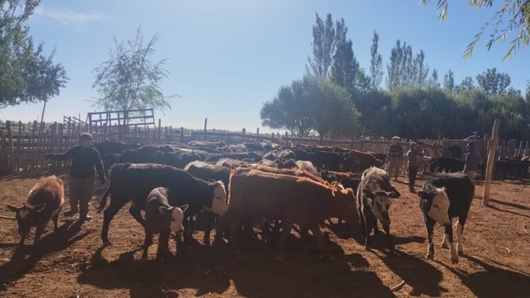 Dirección Provincial de Ganadería ofrece nueva oportunidad de crédito para el sector