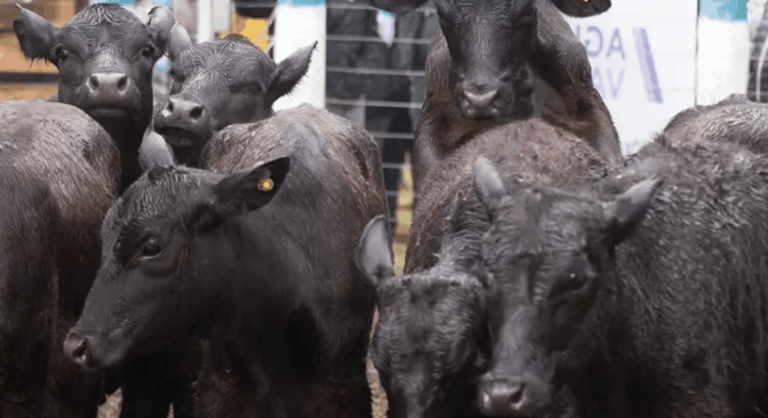 Expectativa por remate de la Fiesta nacional de la ganadería