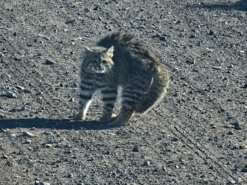 Vuelven a divisar gatos andinos en Malargüe, los felinos más amenazados de América 2 gato andino 1