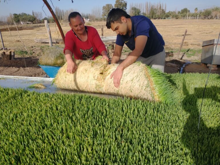 Innovación ganadera a través del forraje verde hidropónico