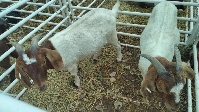 Expo Caprina y Ovina 2025, dieron detalles de la organización