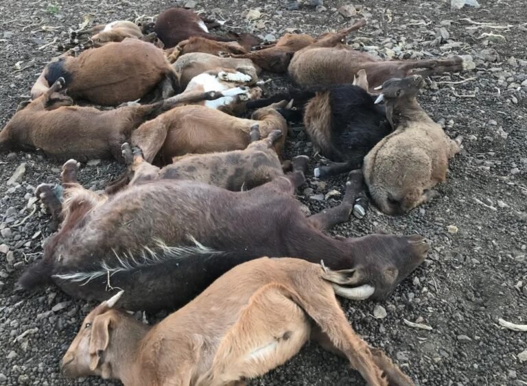 Denuncian muerte de animales tras vacunación en un puesto de veranada en Malargüe
