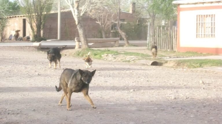 Buscan una ley de protección canina para superar estigmas