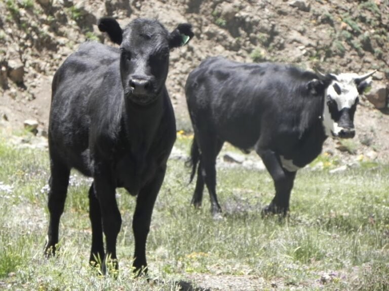 Finaliza la campaña de vacunación antiaftosa: no habrá prórroga y advierten sanciones
