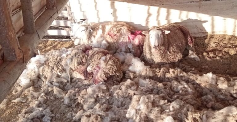 Vecinos de Colonia Pehuenche  denuncian ataques de perros sueltos
