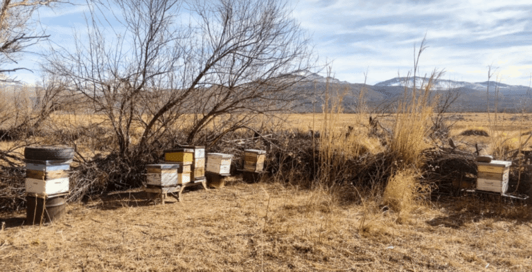 Avanza ordenamiento territorial de apicultores en Malargüe