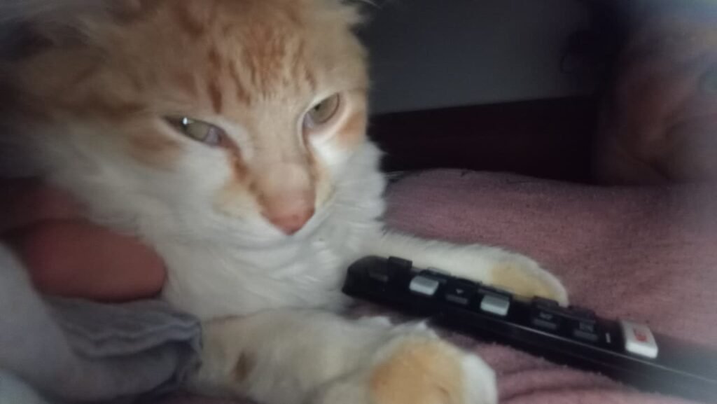 gatos envenenados 1