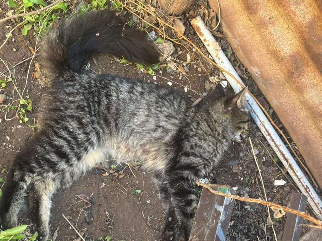 gatos envenenados 3