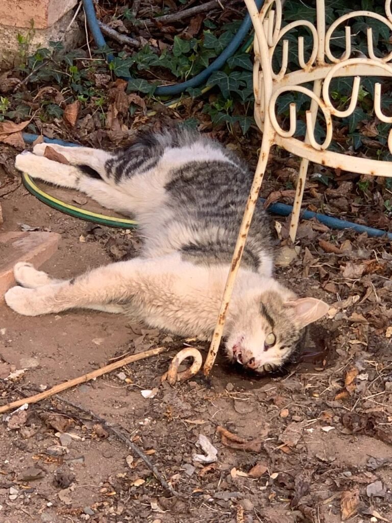 Mascotas aparecen muertas en techos y patios del vecindario