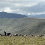 Récord nacional: avistan más de 90 cóndores andinos en Tupungato