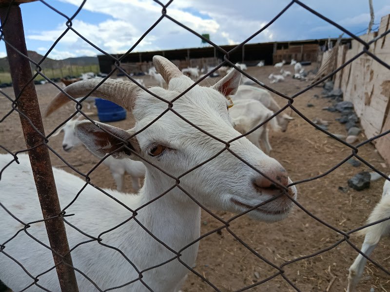 Facundo Carenzo, el hombre detrás de Tambo La Cabrona: queso de cabra, limpieza impecable y docencia en la producción 5 LA CABRONA 3