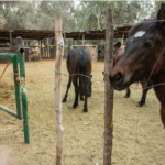 Malargüe: la Policía Rural recuperó 11 caballos sin documentación y retuvo un camión
