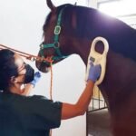 En el 2027, todos los caballos de Mendoza deberán contar con microchips.