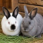 INTA realizará una capacitación gratuita sobre manejo de conejos en Malargüe.