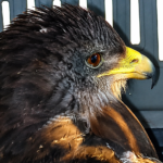 Rescatan en Malargüe un águila mora herida y la derivan al Ecoparque para intentar su recuperación
