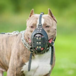 Dueños de perros potencialmente peligrosos deben inscribirlos ante Veterinaria y Zoonosis