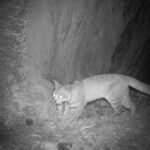 El monitoreo en Cavernas de las Brujas aporta nuevos datos sobre el gato andino
