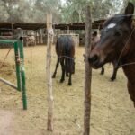 Dos detenidos por una investigación de presunta caza furtiva en Malargüe.