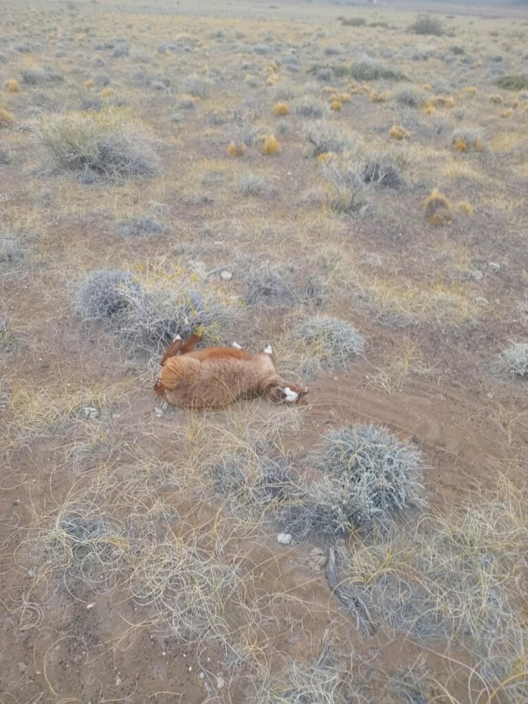 Un proyecto busca modificar el sistema de compensación para productores de Malargüe afectados por la fauna silvestre 2 WhatsApp Image 2026 08 27 at 11.04.57 AM