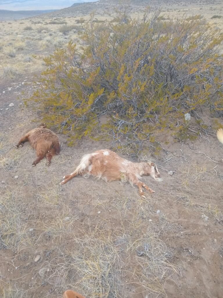 Un proyecto busca modificar el sistema de compensación para productores de Malargüe afectados por la fauna silvestre 1 WhatsApp Image 2026 08 27 at 11.05.02 AM